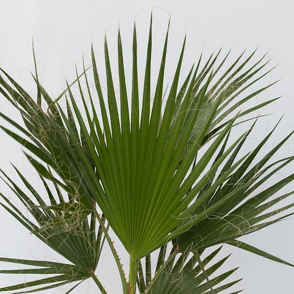 PLANT IN A BOX - Palmier de Washington - Washingtonia robusta - Hauteur 70-90cm - ⌀21cm - large