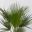 PLANT IN A BOX - Palmier de Washington - Washingtonia robusta - Hauteur 70-90cm - ⌀21cm - vignette