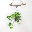 BLOOMIQUE - Scindapsus Marble Queen - Lierre du Diable - Plante suspendue - H. 20-30 cm - P. 15 cm - vignette