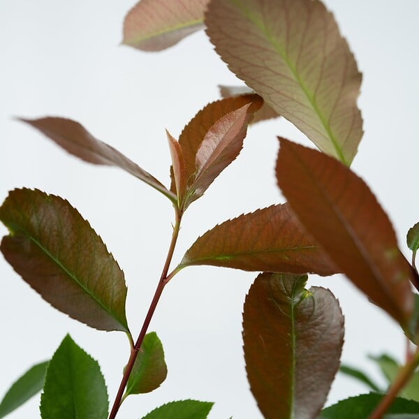 PLANT IN A BOX - Feuille de noyer - Set de 6 - Photinia fraseri 'Red Robin' - H30-40cm - ⌀17cm - large