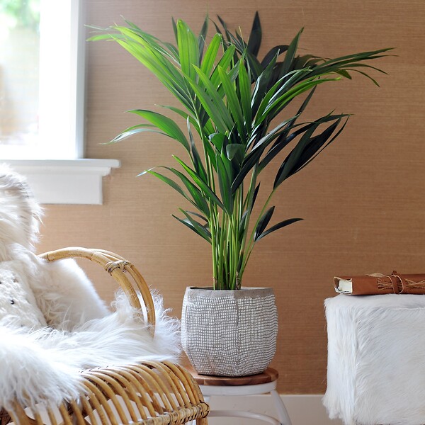 PLANT IN A BOX - Palmier Kentia - Howea forsteriana - Hauteur 90-100cm - ⌀18cm - large