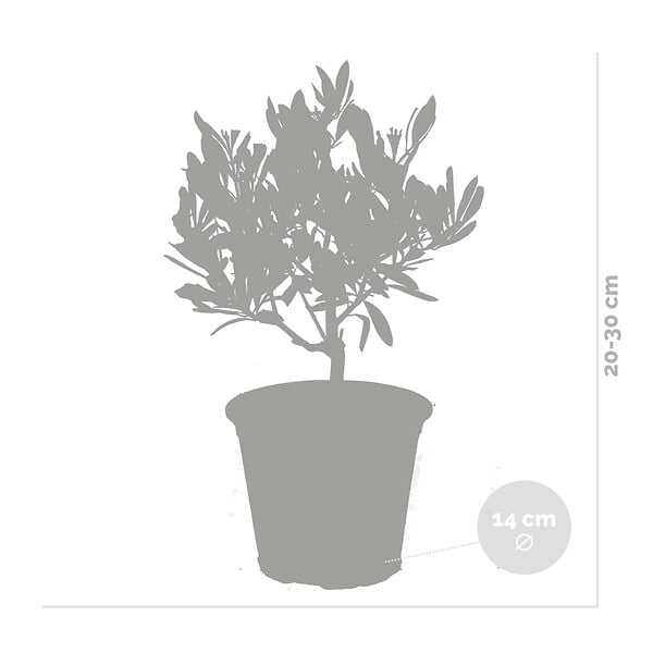 BLOOMIQUE - Olea Europaea - Olivier - Arbuste d’olivier - Plantes de jardin - Rustique - H. 30-40 cm - P. 14 cm - large