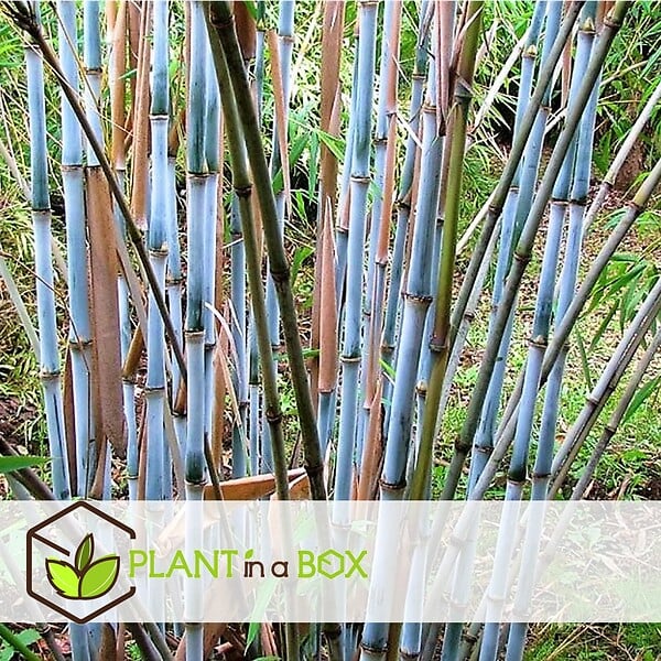 PLANT IN A BOX - Bambou non-traçant - Set de 3 - Fargesia 'Blue Dragon' - Hauteur 30-40cm - ⌀13cm - large
