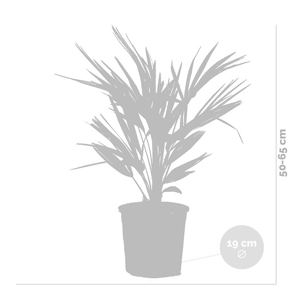 BLOOMIQUE - Lot de 2 - Chamaerops Humilis - Palmier nain européen - Palmier rustique - H. 60-70 cm - P. 19 cm - large