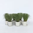 PLANT IN A BOX - Laîche - Set de 6 - Carex 'Amazon Mist' - Hauteur 15-25cm - ⌀10,5cm - vignette