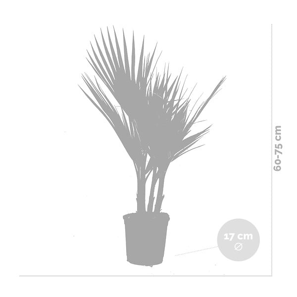BLOOMIQUE - Lot de 2 - Washingtonia Robusta - Palmier éventail mexicain - H. 60-80 cm - P. 17 cm - large