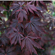 PLANT IN A BOX - Érable du Japon - Set de 2 - Acer palmatum 'Black Lace' - H60-70cm - ⌀19cm - vignette