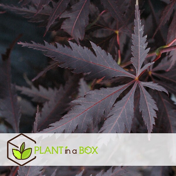 PLANT IN A BOX - Érable du Japon - Set de 2 - Acer palmatum 'Black Lace' - H60-70cm - ⌀19cm - large