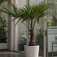 PLANT IN A BOX - Palmier de Chine - Trachycarpus Fortunei - Hauteur 65-75cm - ⌀21cm - vignette