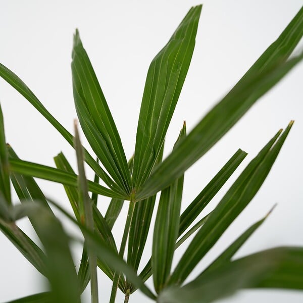 PLANT IN A BOX - Palmier de Chine - Trachycarpus Fortunei - Hauteur 65-75cm - ⌀21cm - large