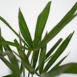 PLANT IN A BOX - Palmier de Chine - Trachycarpus Fortunei - Hauteur 65-75cm - ⌀21cm - vignette