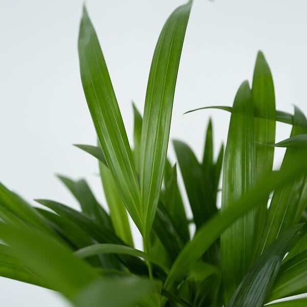 PLANT IN A BOX - Palmier areca - Dypsis lutescens - Hauteur 100-120cm - ⌀21cm - large