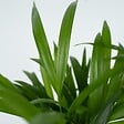 PLANT IN A BOX - Palmier areca - Dypsis lutescens - Hauteur 100-120cm - ⌀21cm - vignette