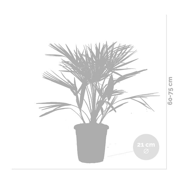 BLOOMIQUE - Chamaerops Humilis - Palmier nain européen - Palmier rustique - H. 70-80 cm - P. 21 cm - large