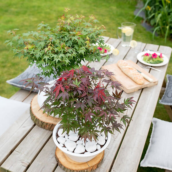 PLANT IN A BOX - Érable du Japon - Acer palmatum 'Atropurpureum' - Hauteur 60-70cm - ⌀19cm - large