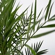 PLANT IN A BOX - Palmier Dattier nain - Set de 2 - Phoenix canariensis - Hauteur 80-100cm - ⌀19cm - vignette