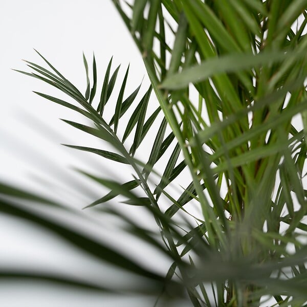 PLANT IN A BOX - Palmier Dattier nain - Set de 2 - Phoenix canariensis - Hauteur 80-100cm - ⌀19cm - large