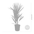 BLOOMIQUE - Lot de 2 - Chamaerops Humilis - Palmier nain européen - Palmier rustique - H. 40-50 cm - P. 15 cm - vignette
