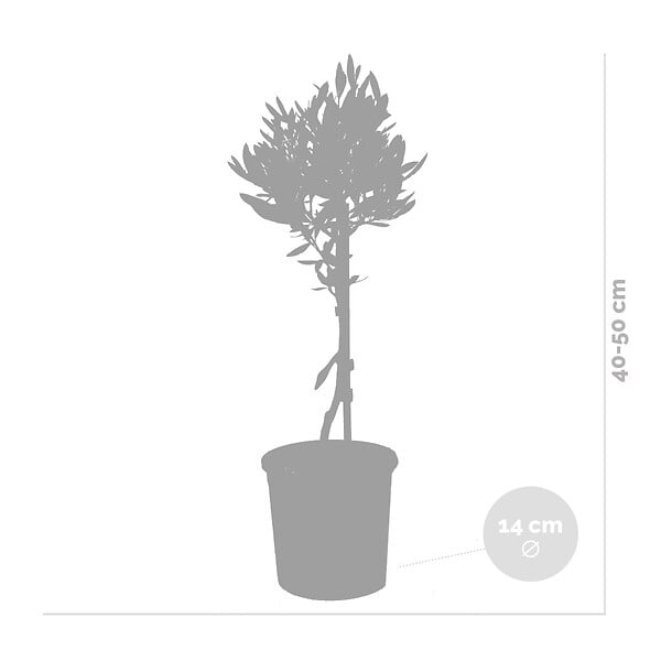BLOOMIQUE - Olea Europaea - Olivier sur tige - Plantes de jardin - Rustique - Hauteur 30-40 cm - Pot 14 cm - large