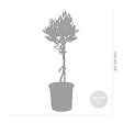 BLOOMIQUE - Olea Europaea - Olivier sur tige - Plantes de jardin - Rustique - Hauteur 30-40 cm - Pot 14 cm - vignette