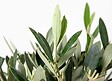 BLOOMIQUE - Olea Europaea - Olivier sur tige - Plantes de jardin - Rustique - Hauteur 30-40 cm - Pot 14 cm - vignette