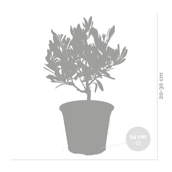 BLOOMIQUE - Lot de 2 - Olea Europaea - Olivier - Arbuste d’olivier - Plantes de jardin - H. 30-40 cm - P. 14 cm - large