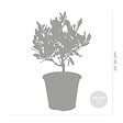 BLOOMIQUE - Lot de 2 - Olea Europaea - Olivier - Arbuste d’olivier - Plantes de jardin - H. 30-40 cm - P. 14 cm - vignette