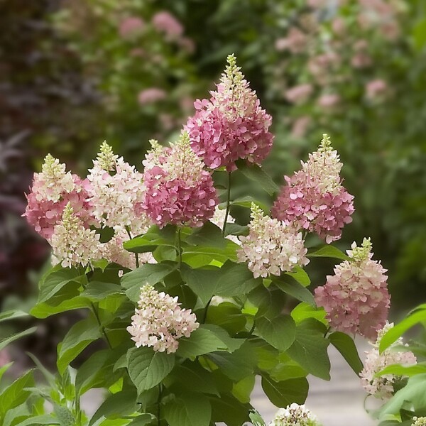 PLANT IN A BOX - Hortensia - Hydrangea paniculata 'Pinky Winky' - Hauteur 25-40cm - ⌀19cm - large