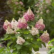 PLANT IN A BOX - Hortensia - Hydrangea paniculata 'Pinky Winky' - Hauteur 25-40cm - ⌀19cm - vignette