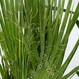 PLANT IN A BOX - Mélange de Palmiers d'intérieur - Set de 6 - Indoor Palmmix - H50-70cm - ⌀14cm - vignette