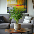 PLANT IN A BOX - Palmier areca - Set de 4 - Dypsis lutescens - Hauteur 30-45cm - ⌀12cm - vignette