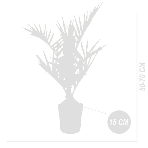 BLOOMIQUE - Phoenix Canariensis - Palmier des Canaries - Palmier rustique - H. 50-70 cm - P. 15 cm - large