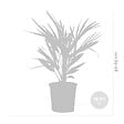 BLOOMIQUE - Chamaerops Humilis - Palmier nain européen - Palmier rustique - H. 60-70 cm - P. 19 cm - vignette