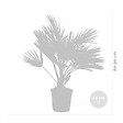 BLOOMIQUE - Chamaerops Humilis - Palmier nain européen - Palmier rustique - H. 80-100 cm - P. 24 cm - vignette