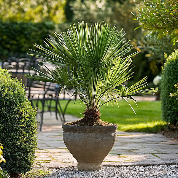PLANT IN A BOX - Palmier nain - Set de 2 - Chamaerops humilis - Hauteur 50-60cm - ⌀15cm - large