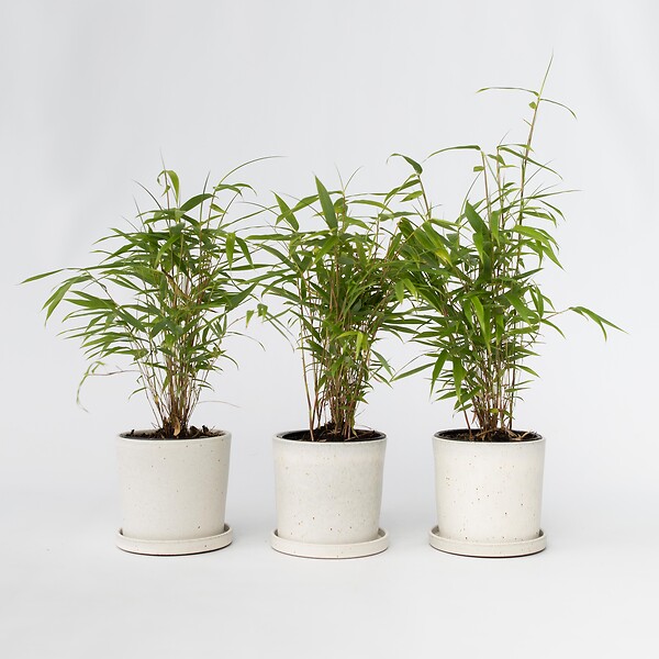 PLANT IN A BOX - Bambou Bleu - Set de 6 - Fargesia papyrifera 'Grex' - Hauteur 30-40cm - ⌀13cm - large