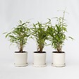 PLANT IN A BOX - Bambou Bleu - Set de 6 - Fargesia papyrifera 'Grex' - Hauteur 30-40cm - ⌀13cm - vignette