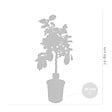 BLOOMIQUE - Citrus limon - Citronnier - Arbre fruitier - Citrus - Plante de jardin - H. 60-80 cm - P. 21 cm - vignette
