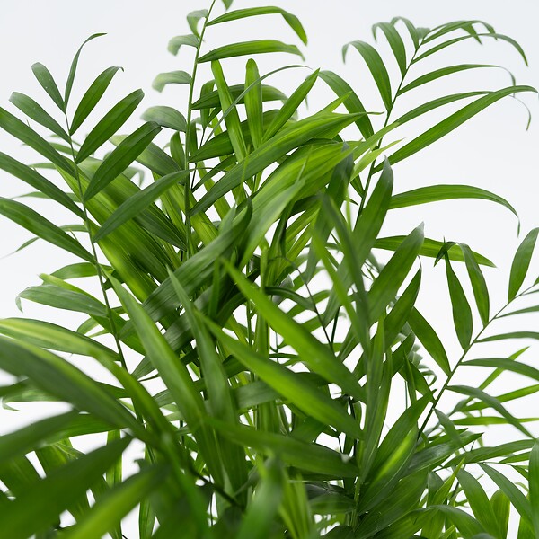 PLANT IN A BOX - Palmier de salon - Chamaedorea elegans - Hauteur 80-90cm - ⌀20cm - large