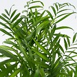 PLANT IN A BOX - Palmier de salon - Chamaedorea elegans - Hauteur 80-90cm - ⌀20cm - vignette