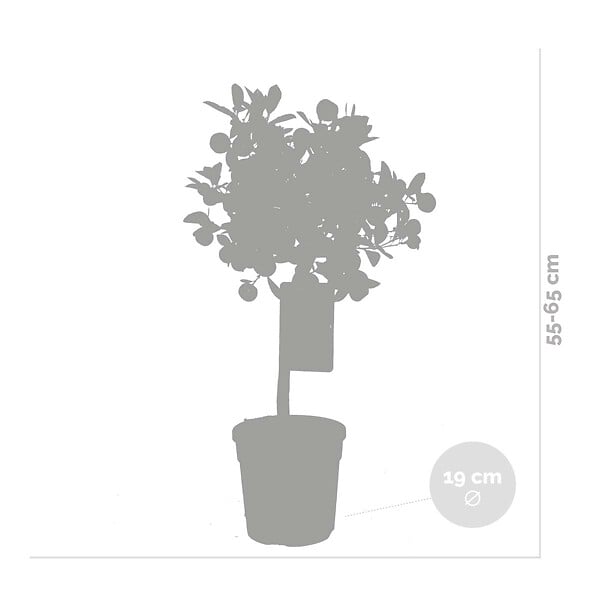 BLOOMIQUE - Citrus Calamondin - Oranger d’intérieur - Agrume - Arbre fruitier - H. 50-70 cm - P. 19 cm - large