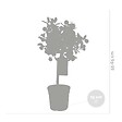 BLOOMIQUE - Citrus Calamondin - Oranger d’intérieur - Agrume - Arbre fruitier - H. 50-70 cm - P. 19 cm - vignette