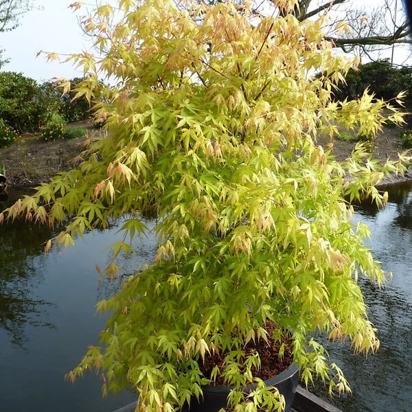 PLANT IN A BOX - Érable du Japon - Acer palmatum 'Orange Dream' - Hauteur 35-55cm - ⌀15cm - large