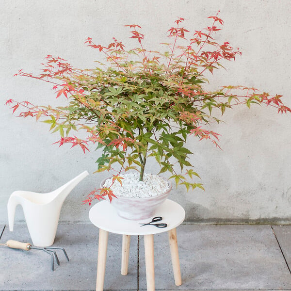 PLANT IN A BOX - érable du Japon - Set de 3 - Acer palmatum - Hauteur 60-70cm - âŒ€19cm - large