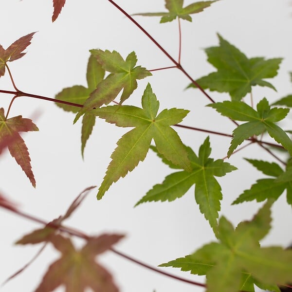 PLANT IN A BOX - érable du Japon - Acer palmatum 'Beni Maiko' - Hauteur 60-70cm - âŒ€19cm - large