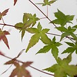 PLANT IN A BOX - érable du Japon - Acer palmatum 'Beni Maiko' - Hauteur 60-70cm - âŒ€19cm - vignette