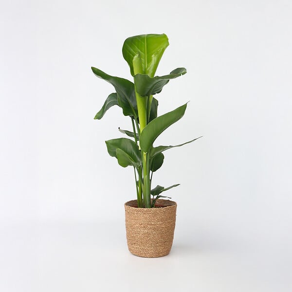 PLANT IN A BOX - Oiseau de paradis - Strelitzia nicolai - Hauteur 55-70cm - ⌀17cm - large
