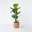 PLANT IN A BOX - Oiseau de paradis - Strelitzia nicolai - Hauteur 55-70cm - ⌀17cm - vignette