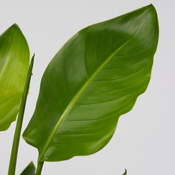 PLANT IN A BOX - Oiseau de paradis - Strelitzia reginea - Hauteur 25-40cm - ⌀9cm - large