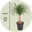 PLANT IN A BOX - Pied d'éléphant - Beaucarnea 'recurvata' - Hauteur 60-70cm - ⌀21cm - vignette